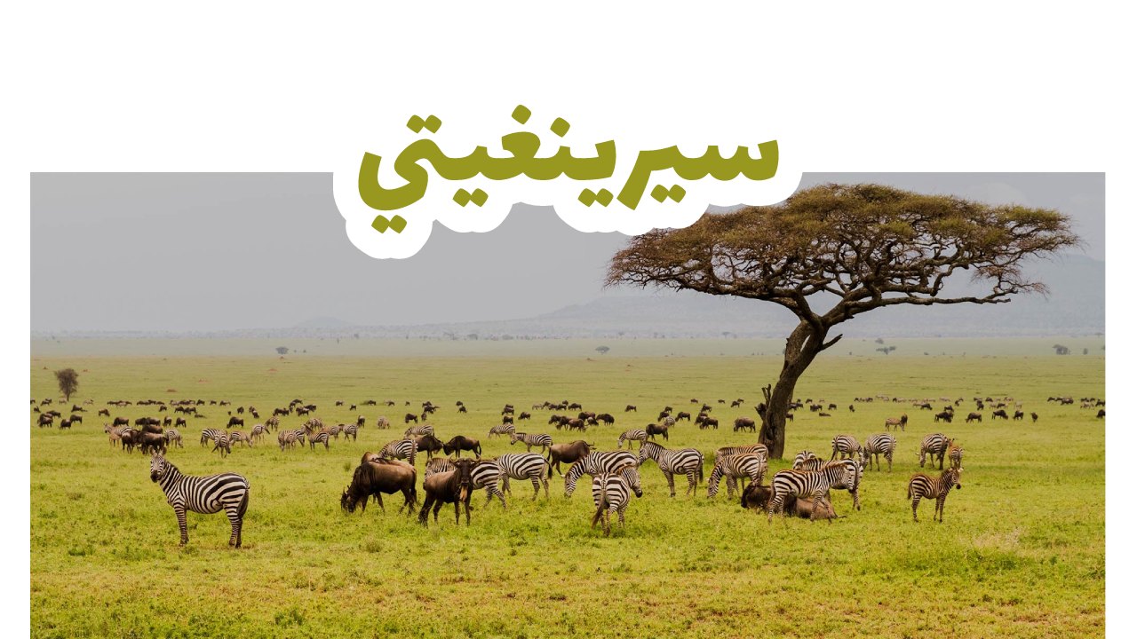 سيرينغيتي 