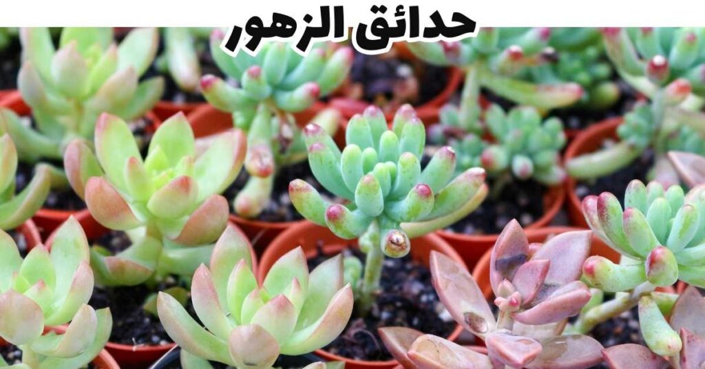 حدائق الزهور-مرتفعات كاميرون-ماليزيا