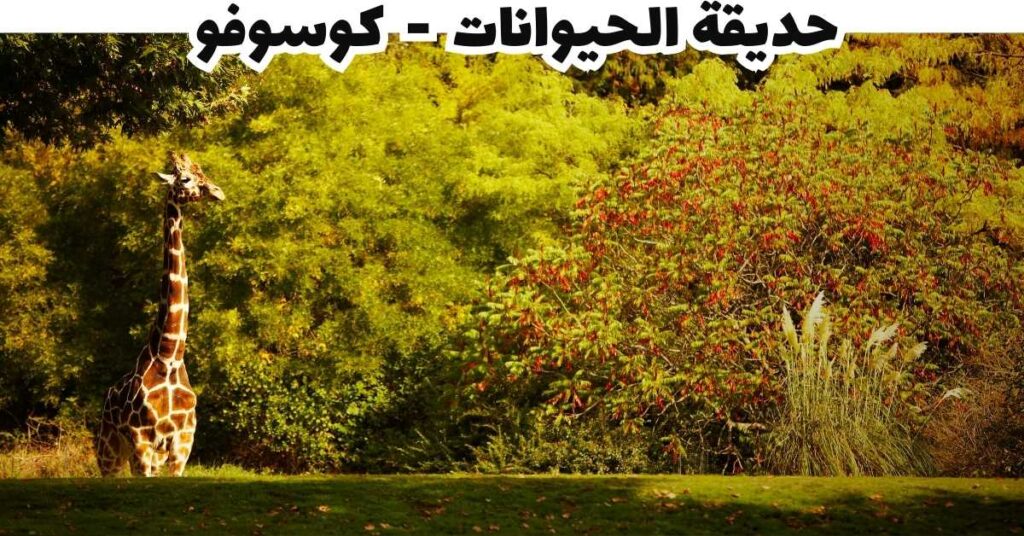 حديقة الحيوانات - كوسوفو
