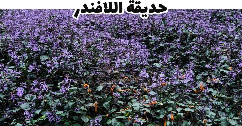 حديقة اللافندر-مرتفعات كاميرون-ماليزيا