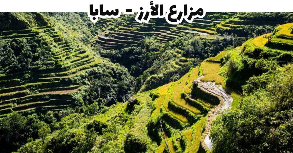 مزارع الأرز-سابا