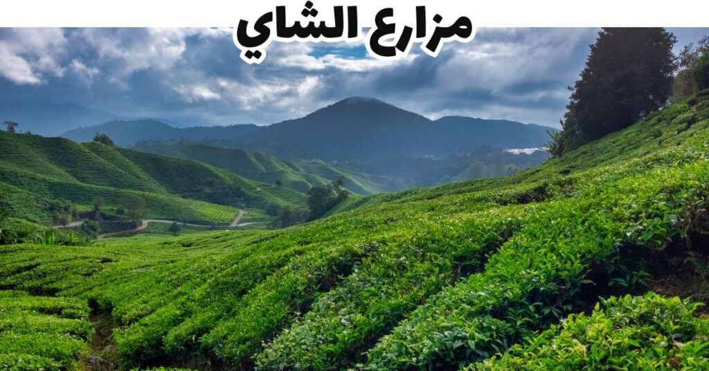 مزارع الشاي-مرتفعات كاميرون-ماليزيا