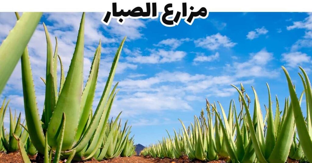 مزارع الصبار-مرتفعات كاميرون-ماليزيا