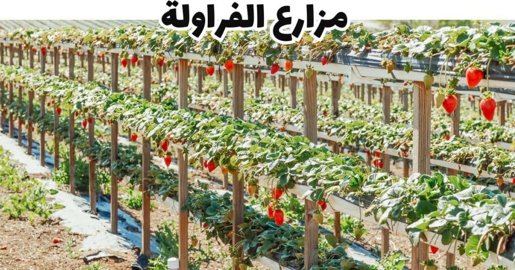  مزارع الفراولة-مرتفعات كاميرون-ماليزيا