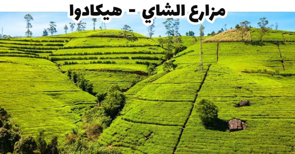 مزارع الشاي  -  هيكادوا