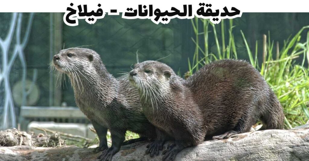 حديقة الحيوانات - فيلاخ