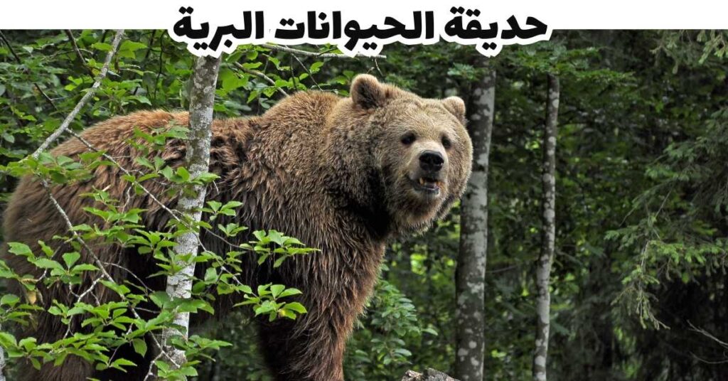 حديقة الحيوانات البرية